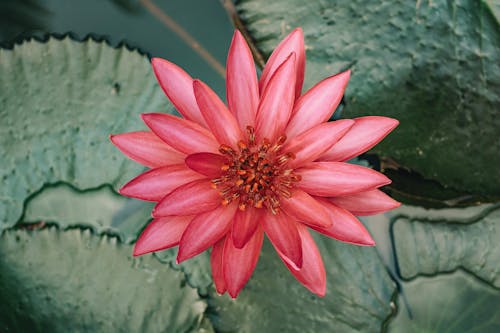 Free Top view of tender pink water lily flower with big fresh green leaves growing in pond in garden Stock Photo
