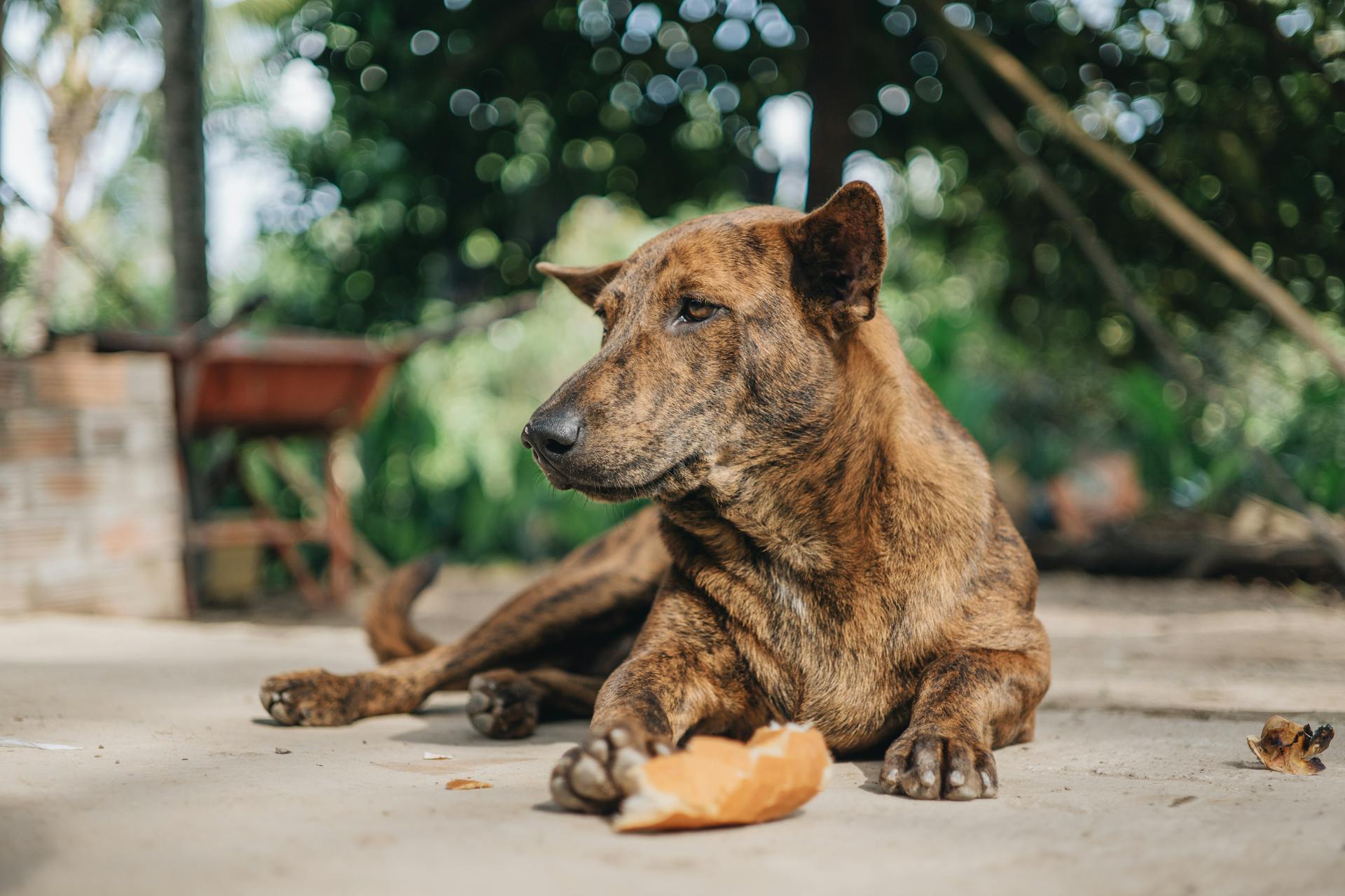 Tranquil mongrel dog lying on ground with piece of bread