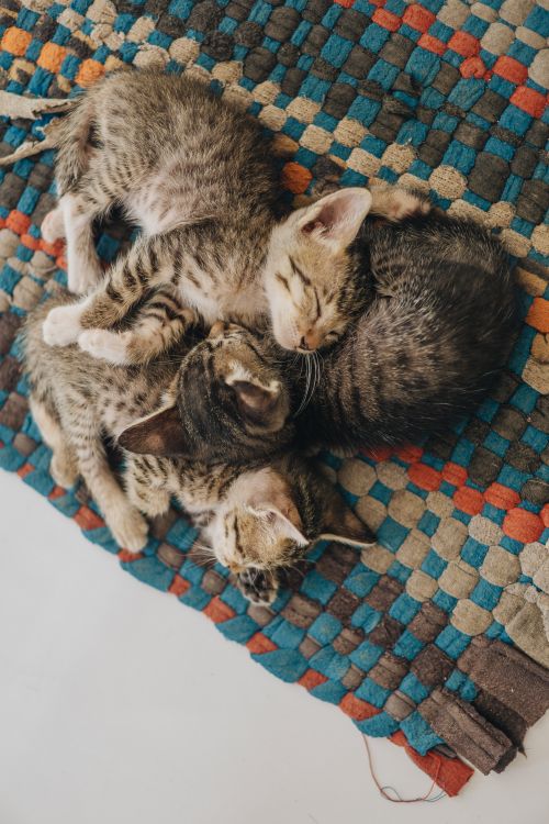 Free From above of cute tabby cats lying together and sleeping on carpet at home Stock Photo