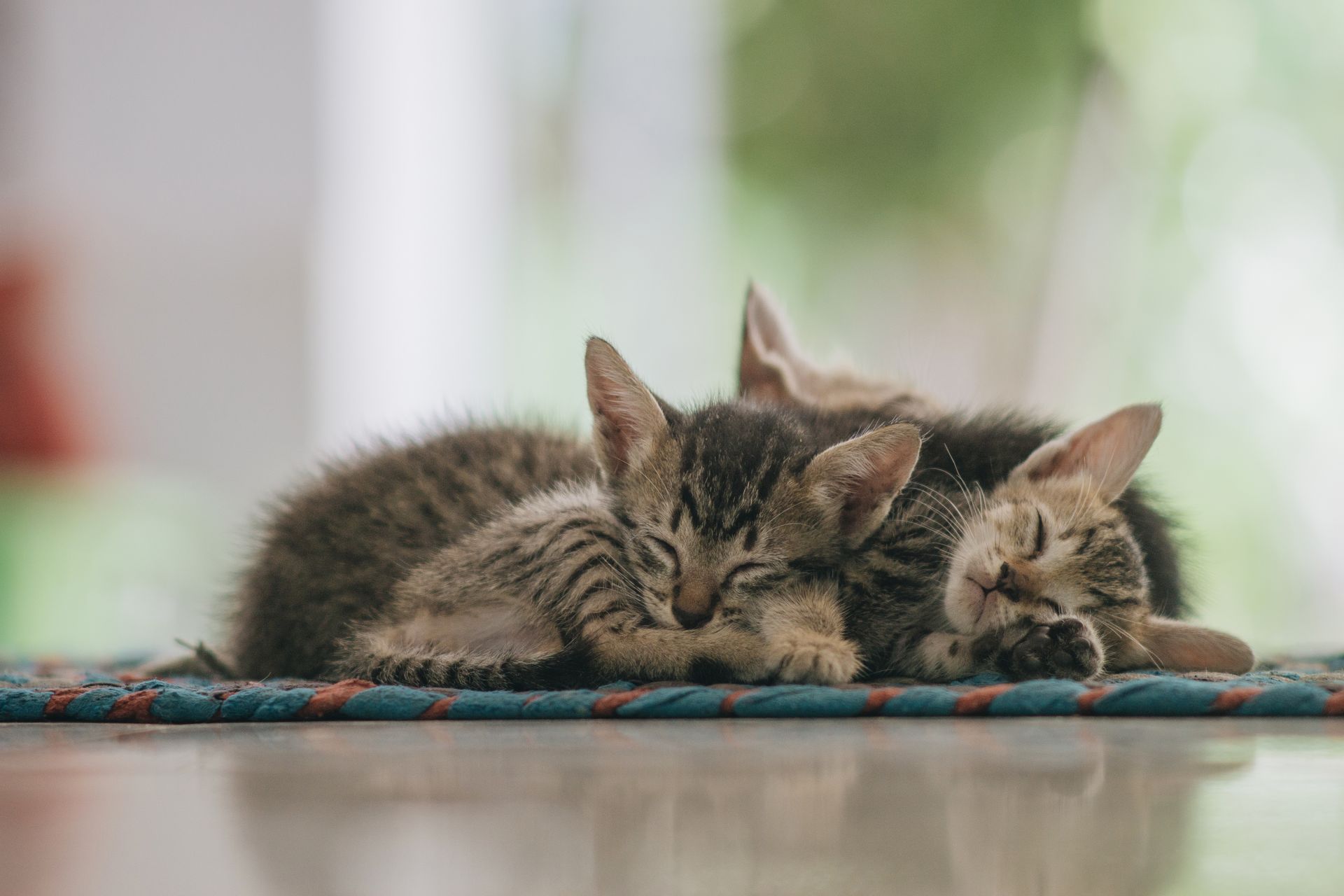 Two peaceful kittens sleeping together on a colorful rug, radiating comfort and tranquility.