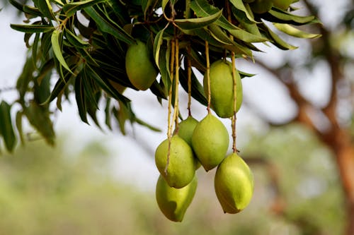 Post-Rain Warmth Revives Mango Saplings Across Maharashtra