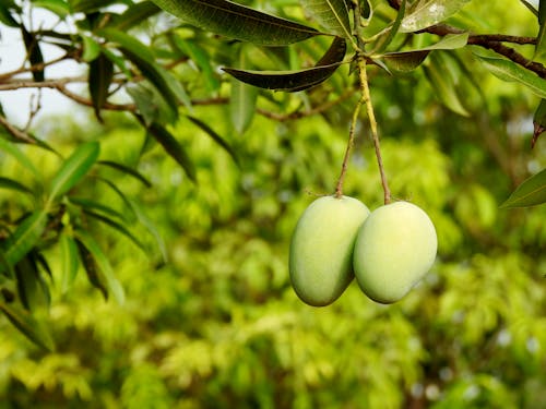 Free Green Mango Fruit on Brown Stem Stock Photo
