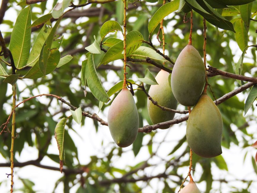 Effective Tips on How to Make a Mango Tree Grow Big and Healthy in 2026
