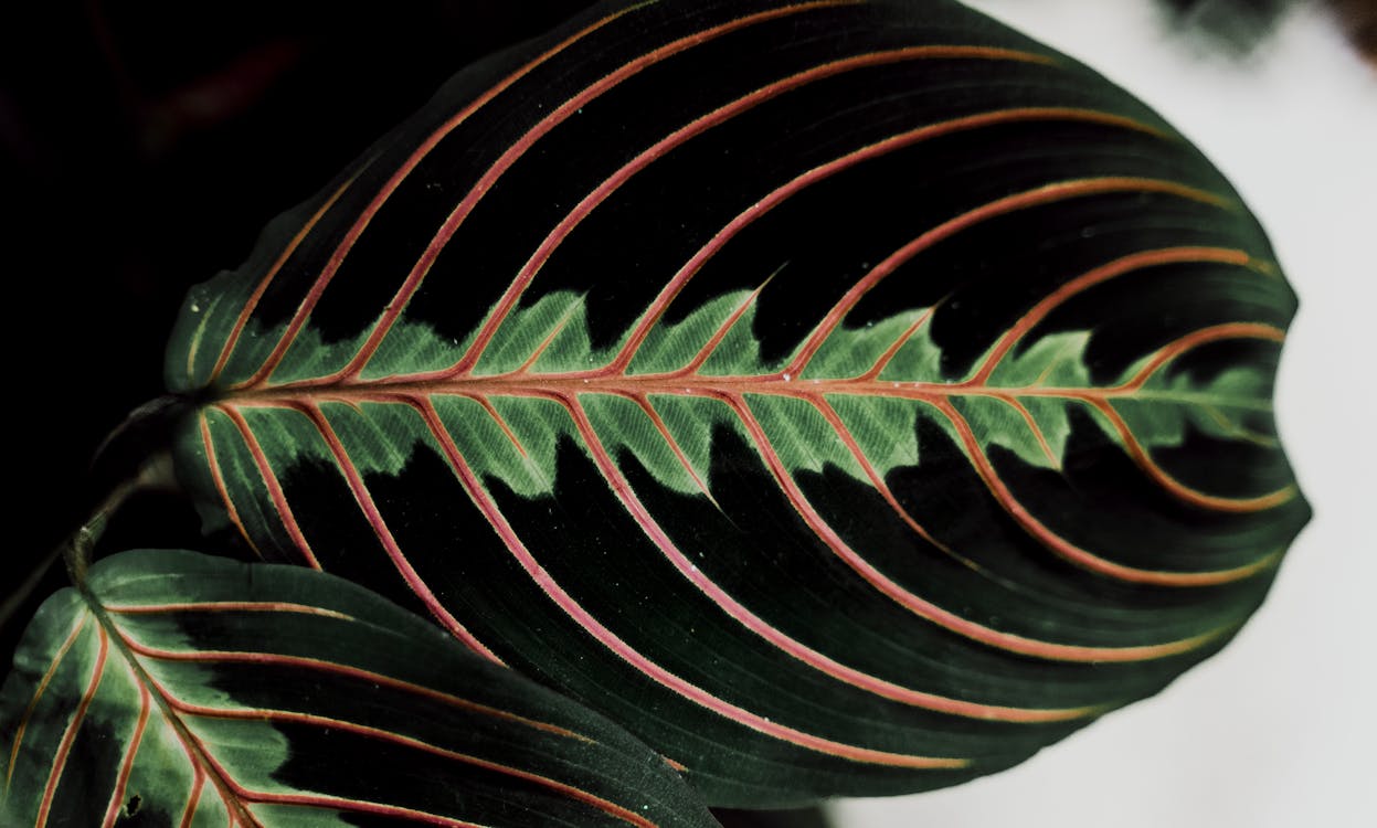 Close-up View of Leaf Texture