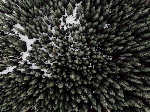 Drone Shot of Green Trees