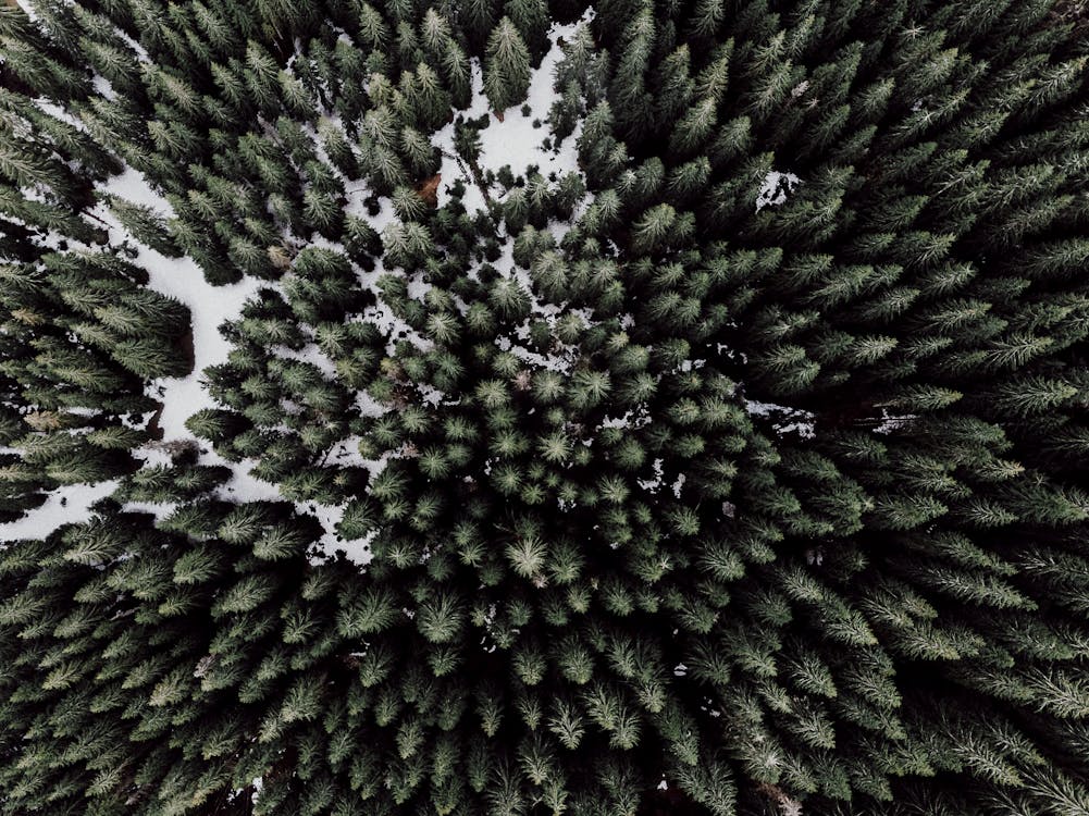 Drone Shot of Green Trees