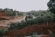 Green Trees on Brown Field