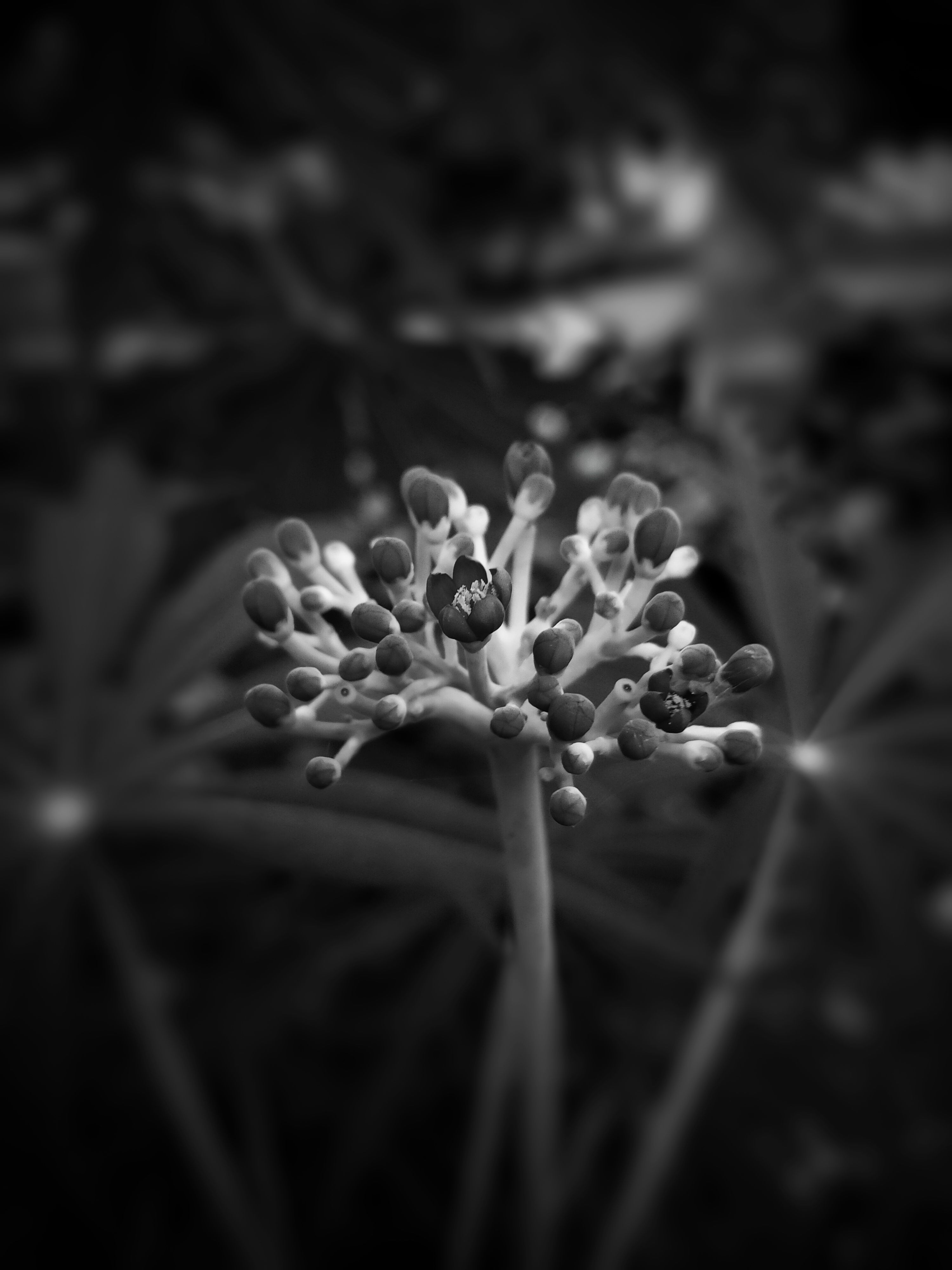 Free stock photo of beautiful flower, black and white, black and white