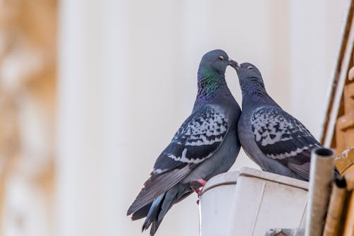 Free stock photo of affection, beak, bird