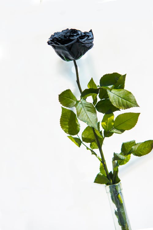 Free stock photo of black, black rose, botany