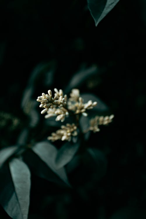 Overhead view of small delicate white flowers of lilac surrounded by dark green leaves in garden in daylight