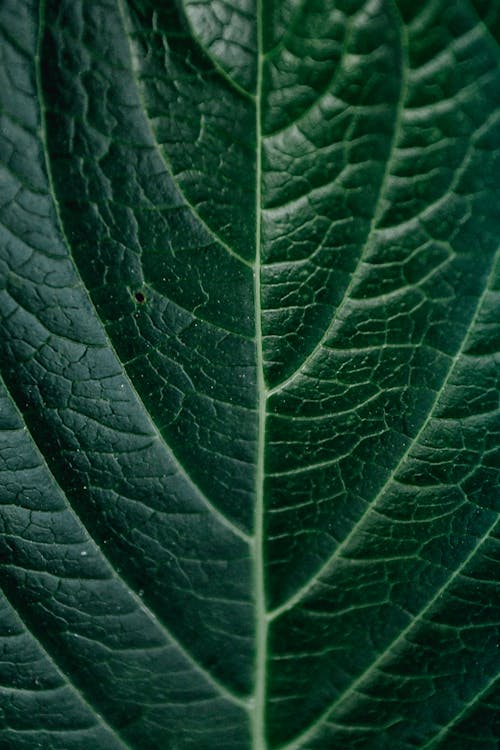 Closeup fresh green leaf texture