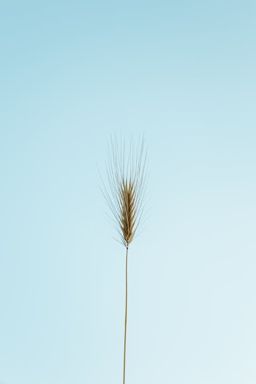 Spikelet against blue cloudless sky