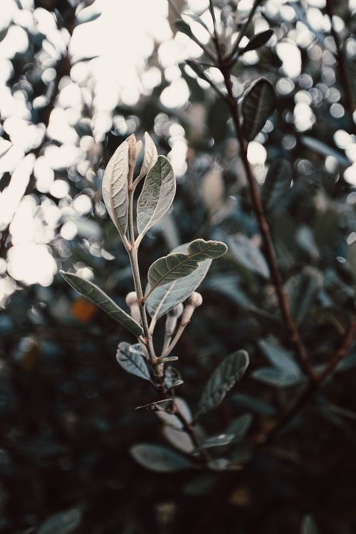 Free Closeup of elliptical shape green leaves of tree branches in park in daytime Stock Photo