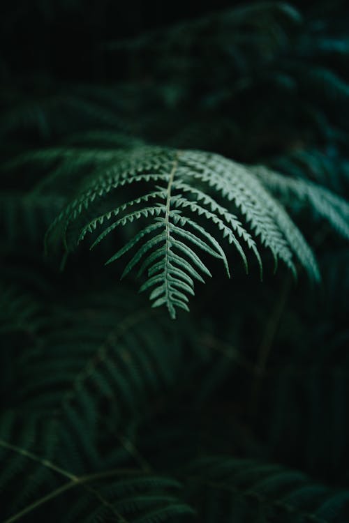 Faint rays of sun falling on green fern leaf growing in dark forest