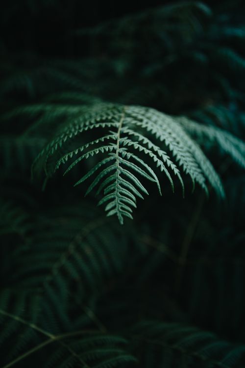 Free Faint rays of sun falling on green fern leaf growing in dark forest Stock Photo