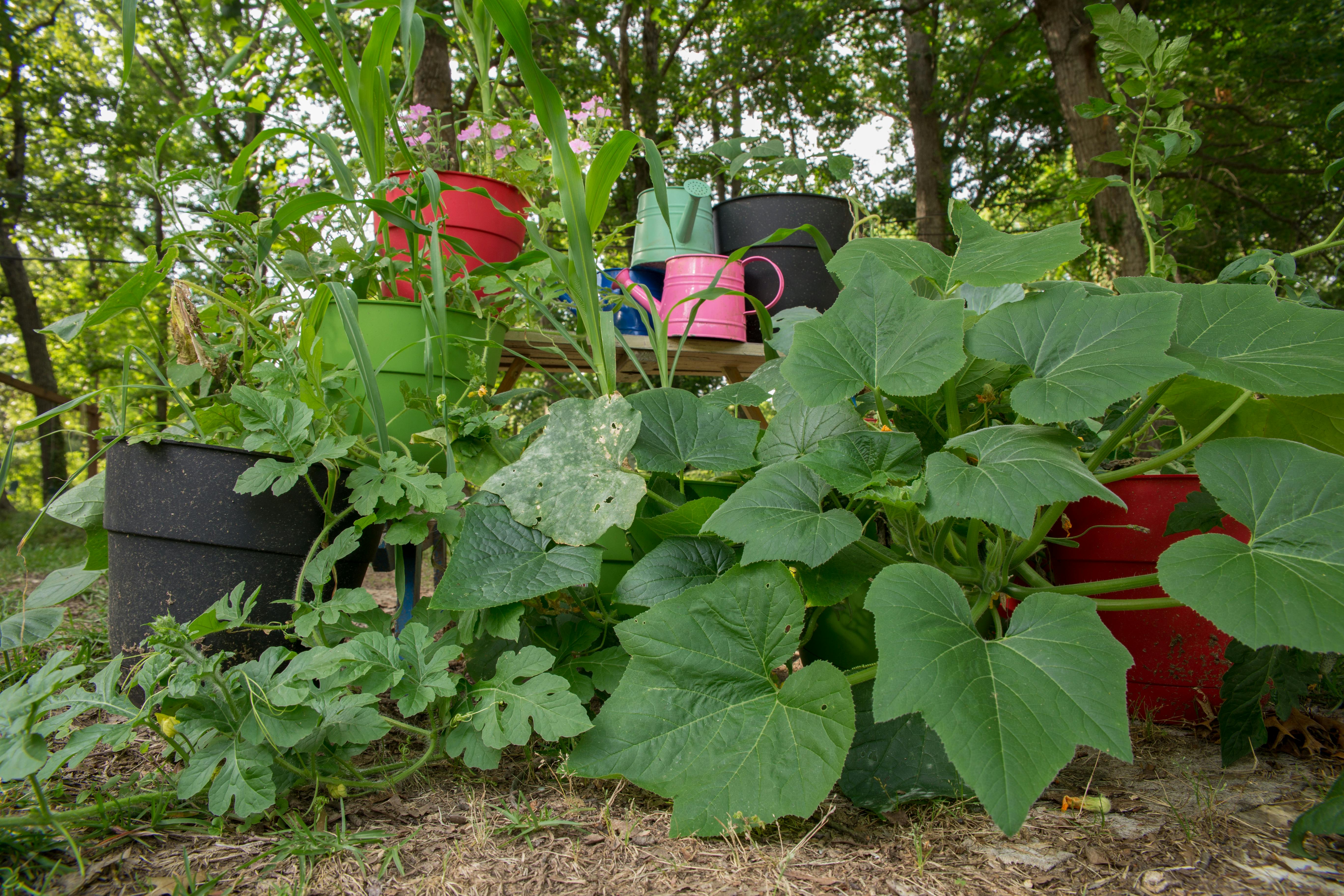 Free stock photo of garden, gardening