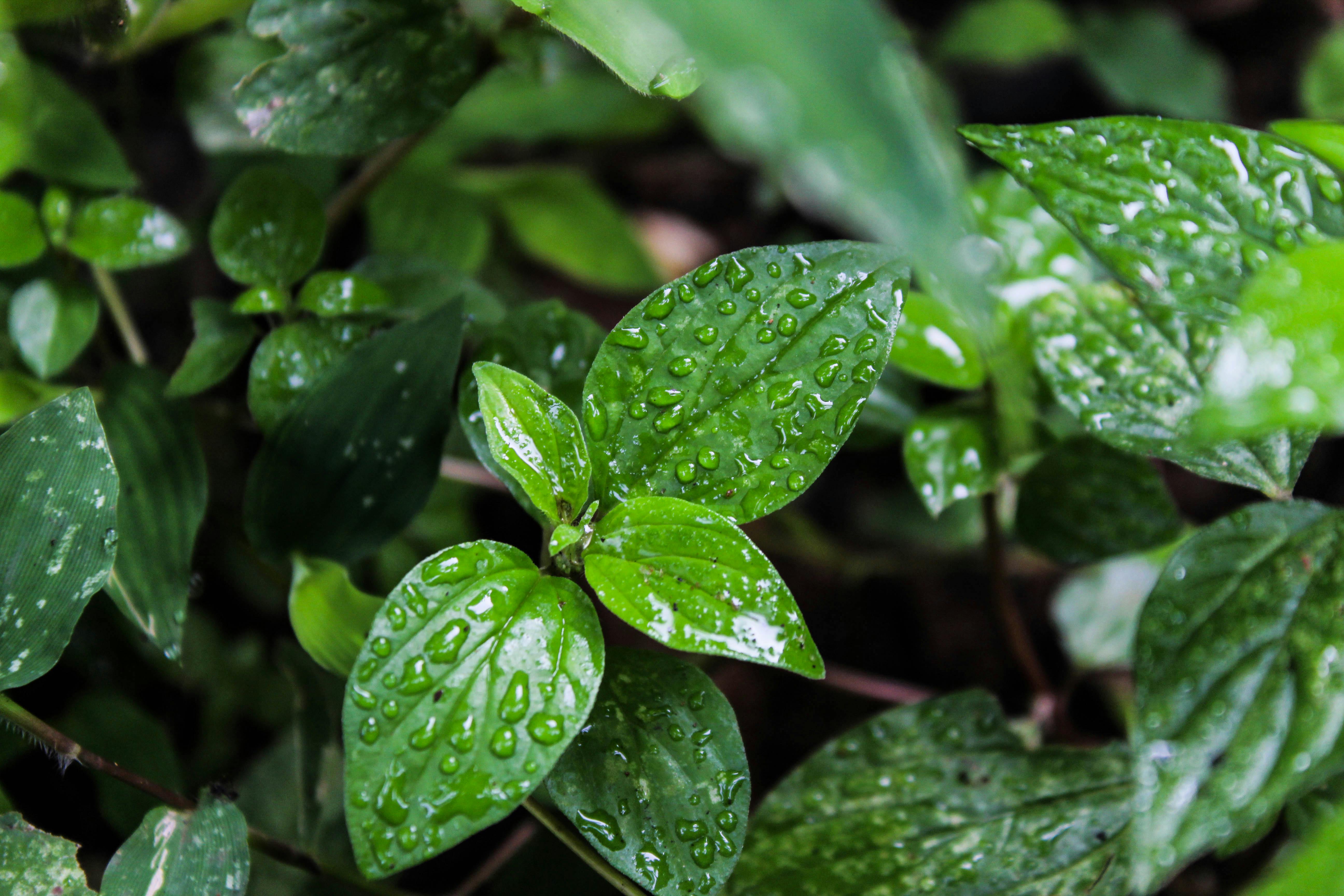 Free stock photo of desktop wallpaper, evergreen, green grass