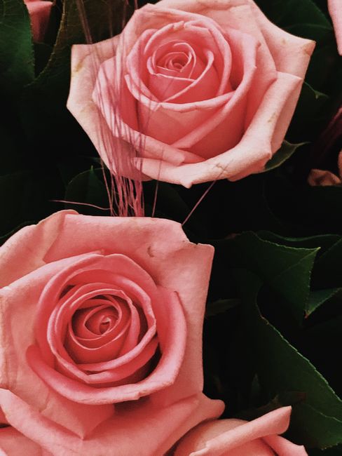 Bunch of fresh roses for romantic event · Free Stock Photo