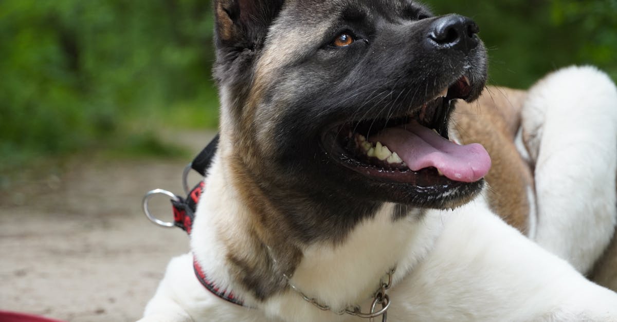 How to stop a bleeding tongue on a dog
