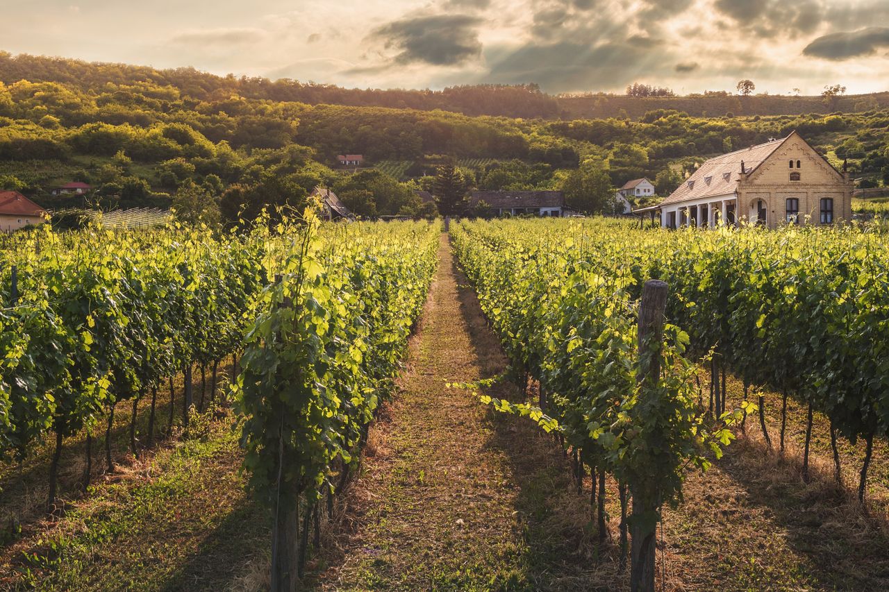 Serene vineyard scene with verdant rows under a dramatic sunset sky.
