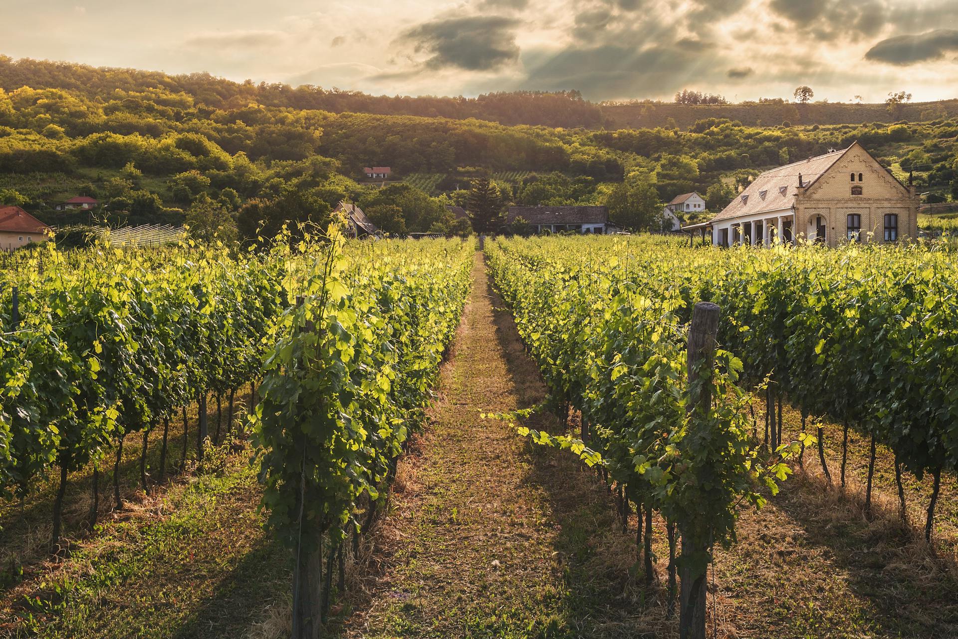 Australian vineyard at sunset