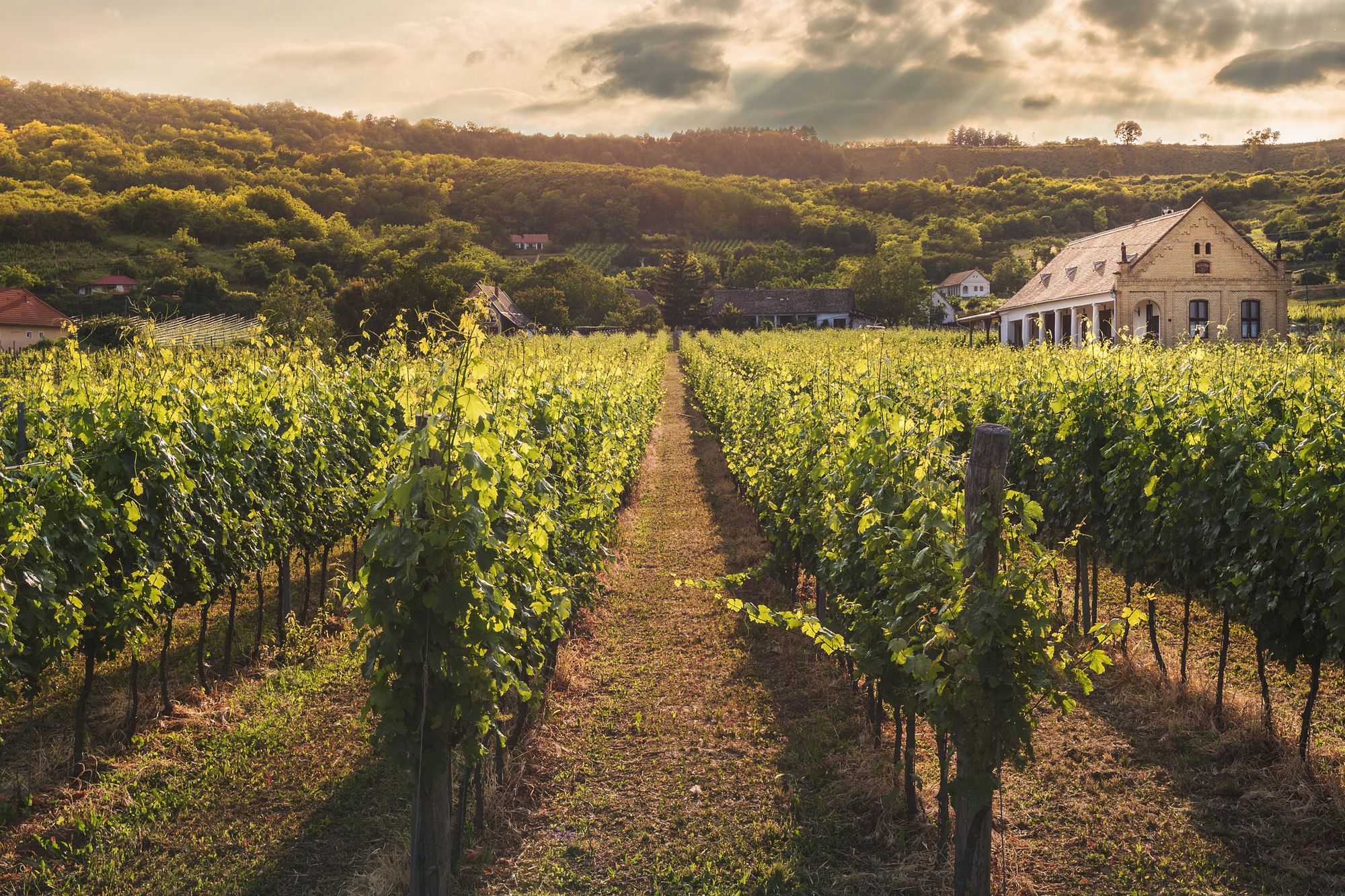 Viñedos de La Rioja — Mudanzas La Seda La Rioja, empresa de mudanzas en Logroño y toda la comunidad