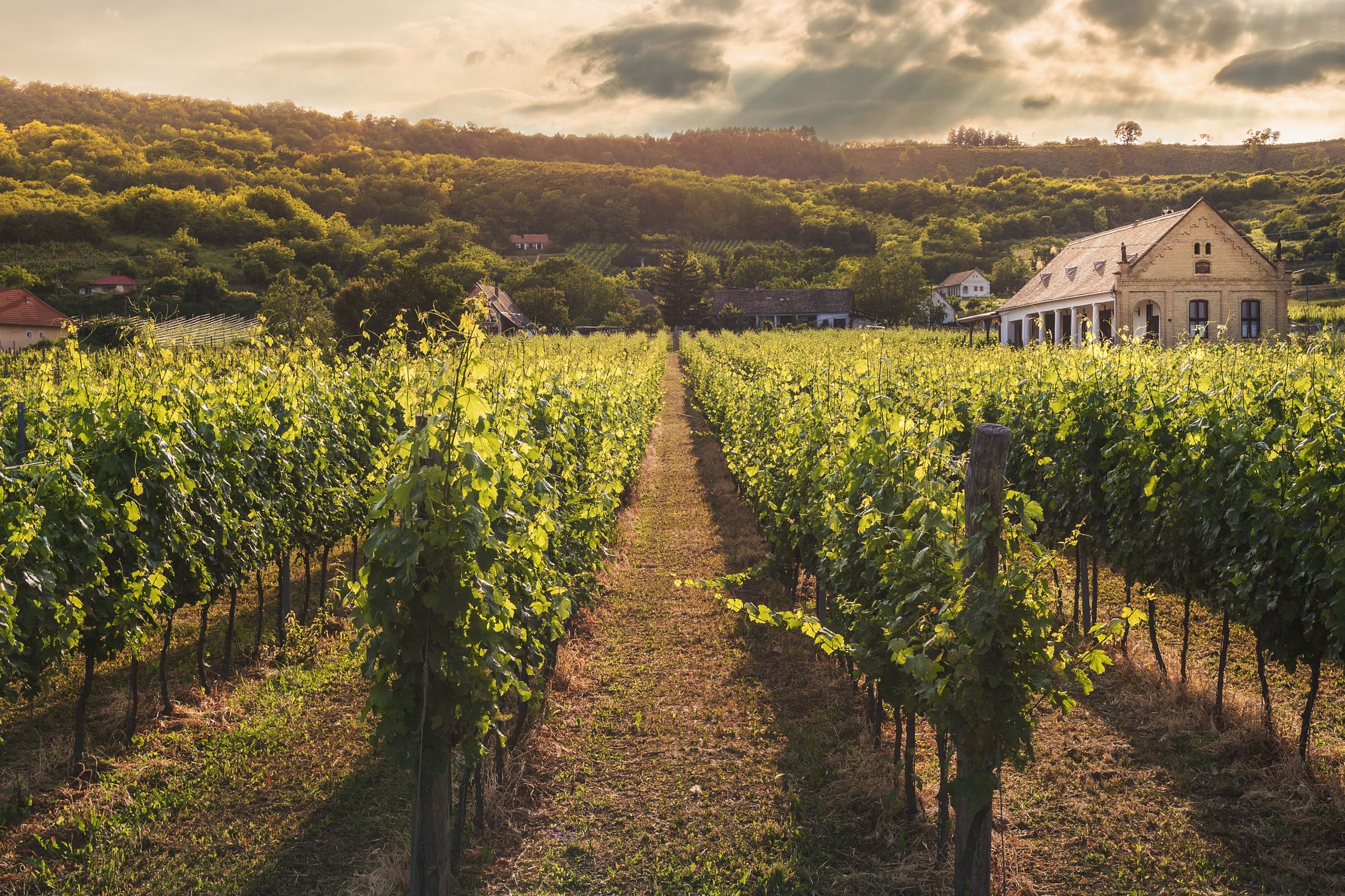 Vigneti di Riparbella all'ora dorata