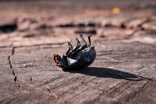 Side view of small insect on back on lumber board in nature in daytime