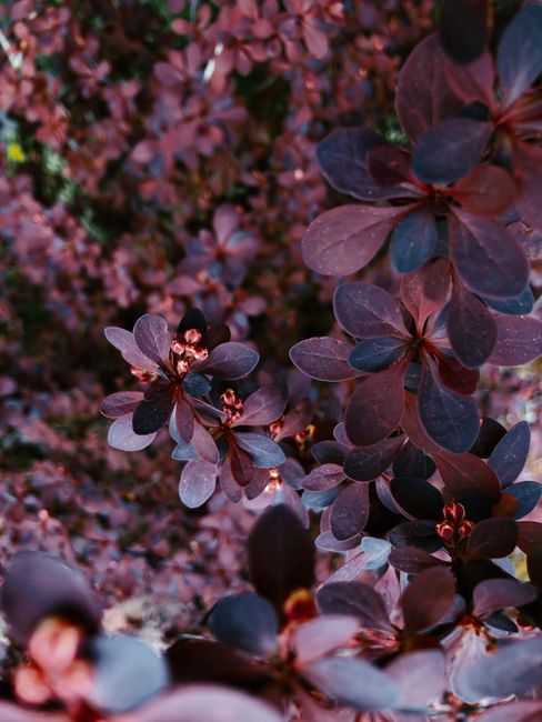 Detailed close-up of Japanese barberry with rich purple leaves outdoors.