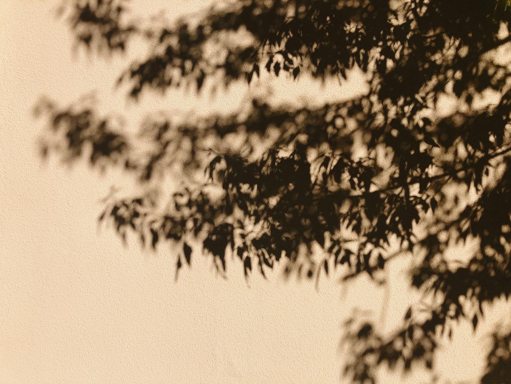 Grayscale Photo of Leaves on a Tree
