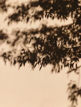 树叶的影子在纹理墙壁上投下温暖的轮廓，颇具艺术感