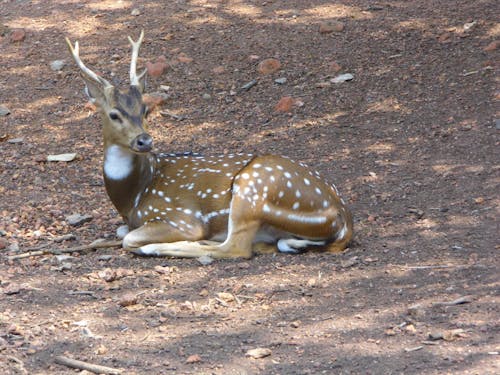 Free stock photo of deer, deerpark, ecotourism