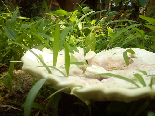 Free stock photo of mushroom, nature