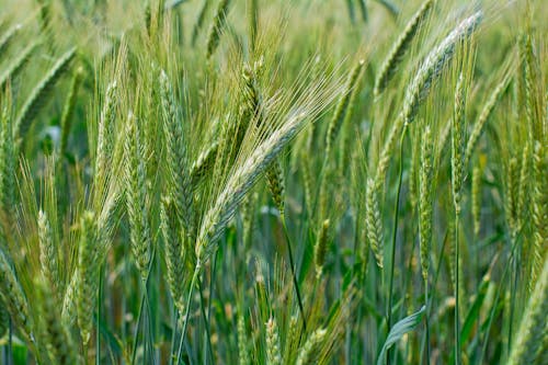 Free Green ears of wheat on farm field Stock Photo