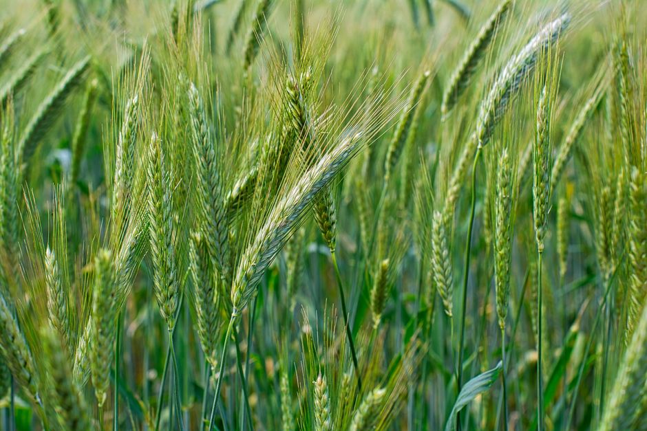 Wheat ears growing in agricultural field for receiving flour and making bakery products
