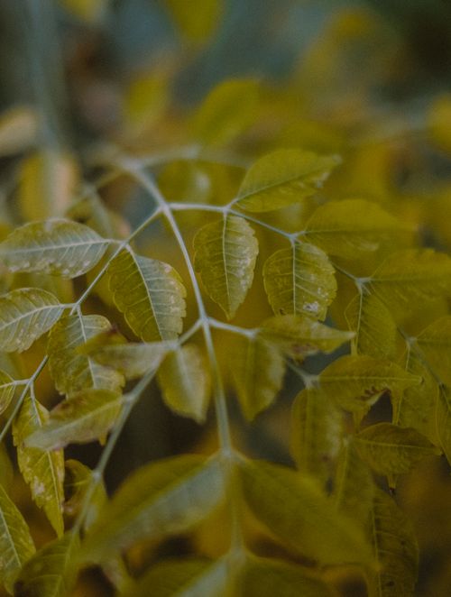 Free Selective focus of thin branch of maple tree with yellow leaves growing in countryside Stock Photo