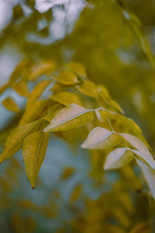 Low angle of tree branch with yellow leaves in autumn day in forest