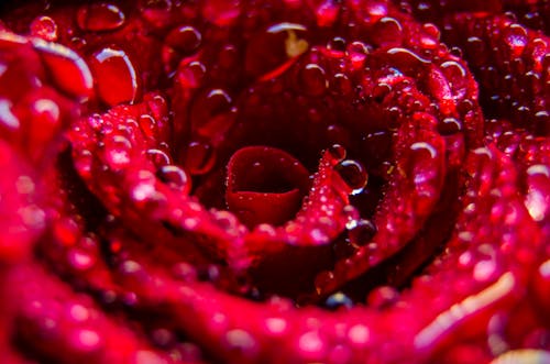 물방울과 붉은 꽃