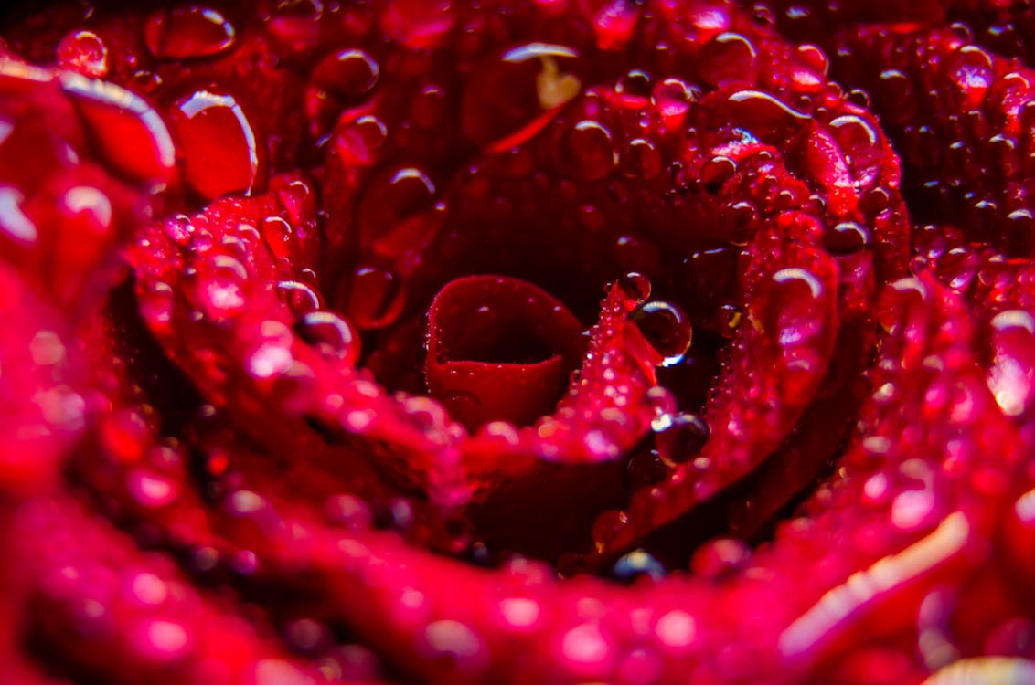 Su Damlacıkları Ile Kırmızı çiçek