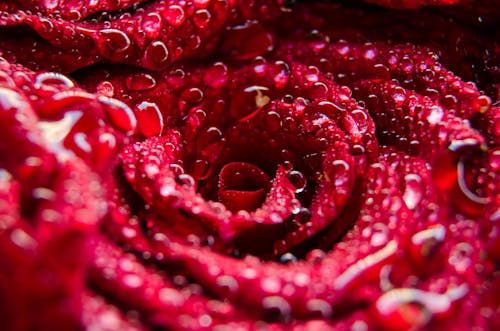 이슬 방울과 붉은 장미