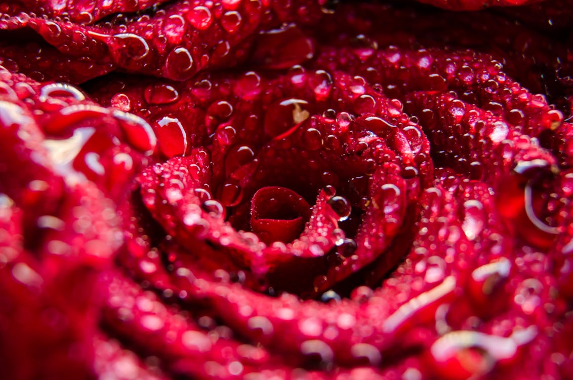Rosa Vermelha Com Gotas De Orvalho