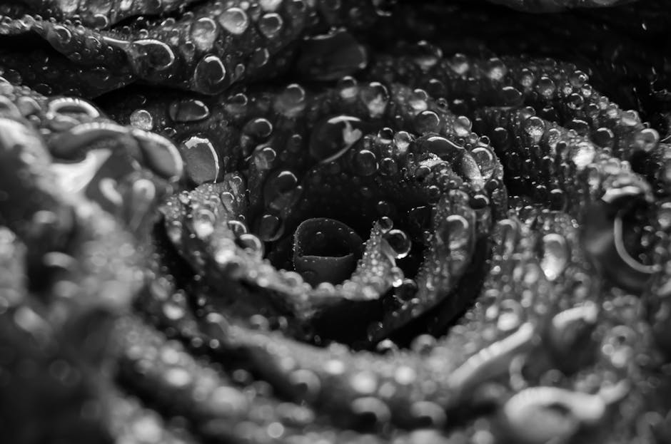 Free stock photo of abstract, art, black and-white