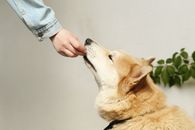 一个穿着牛仔夹克的人正在给柴犬喂食，展现了他们之间的友谊