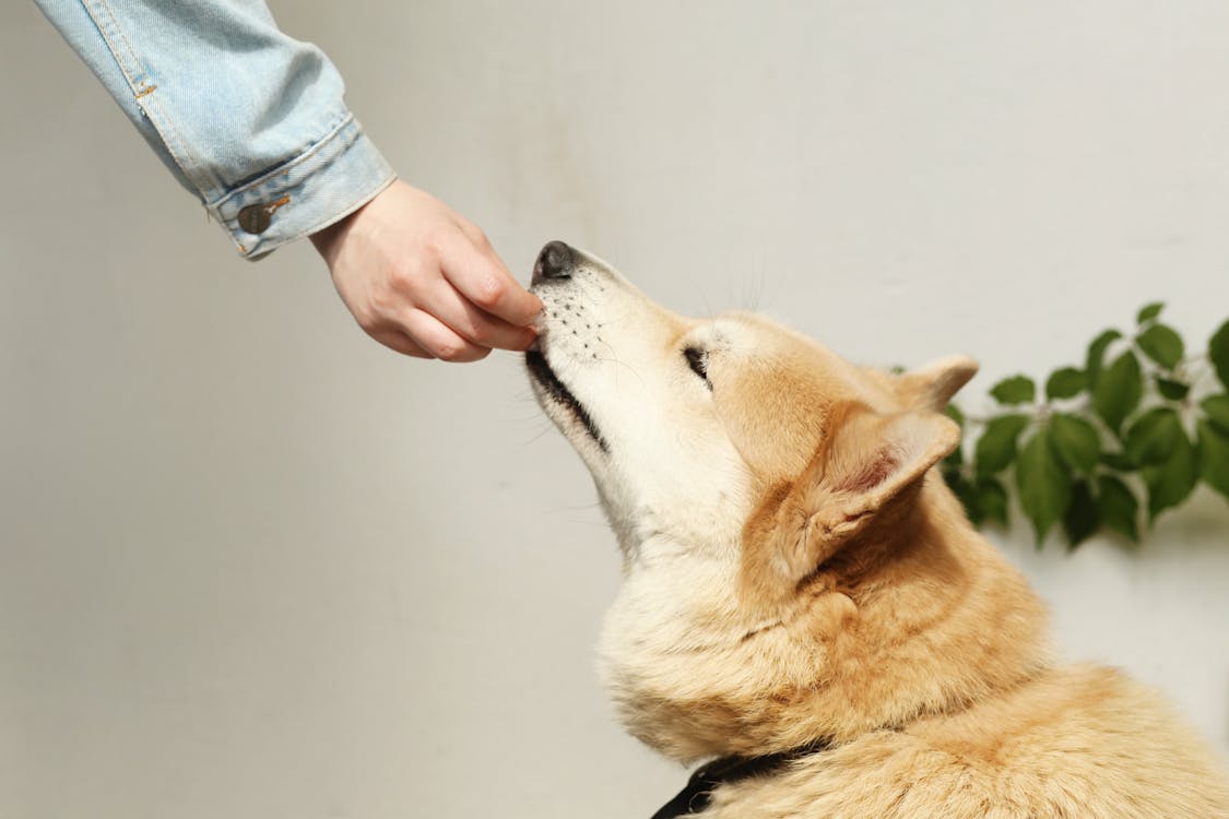 owner feeding the dog