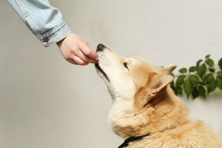 A person in a denim jacket feeds a Shiba Inu dog a treat, showcasing companionship.