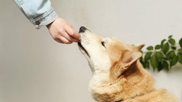 A person in a denim jacket feeds a Shiba Inu dog a treat, showcasing companionship.