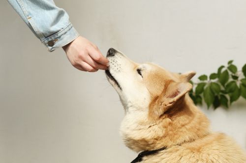 Free A person in a denim jacket feeds a Shiba Inu dog a treat, showcasing companionship. Stock Photo