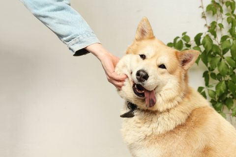 Dog looking up attentively at its owner