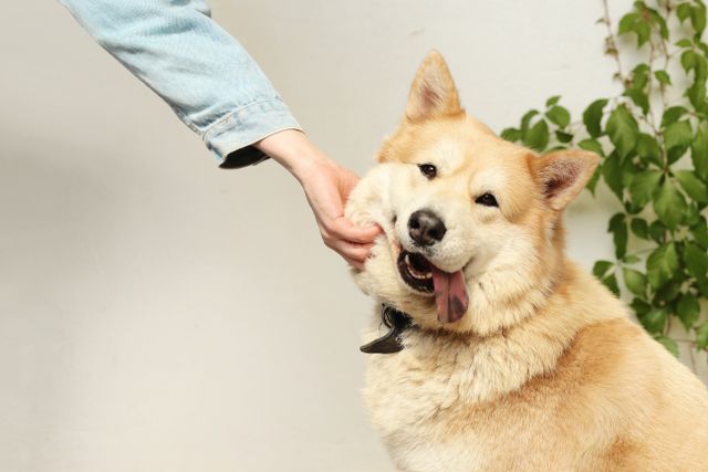 Dog looking up attentively at its owner